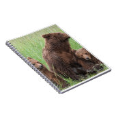 Cadeaux d'ours réels, Ours Grizzly, Journal d'ours (Côté Droit)