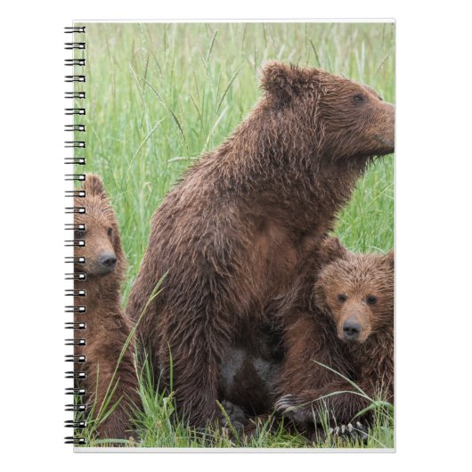 Cadeaux d'ours réels, Ours Grizzly, Journal d'ours (Devant)