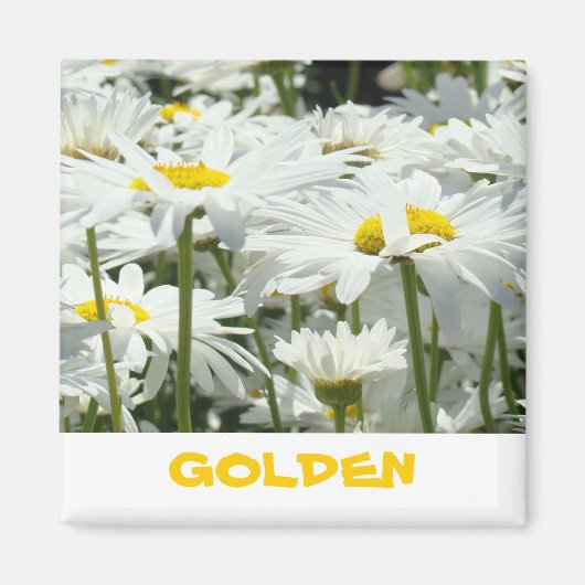 Cadeaux GOLDEN magnet Blanc Fleurs de marguerite F (Devant)