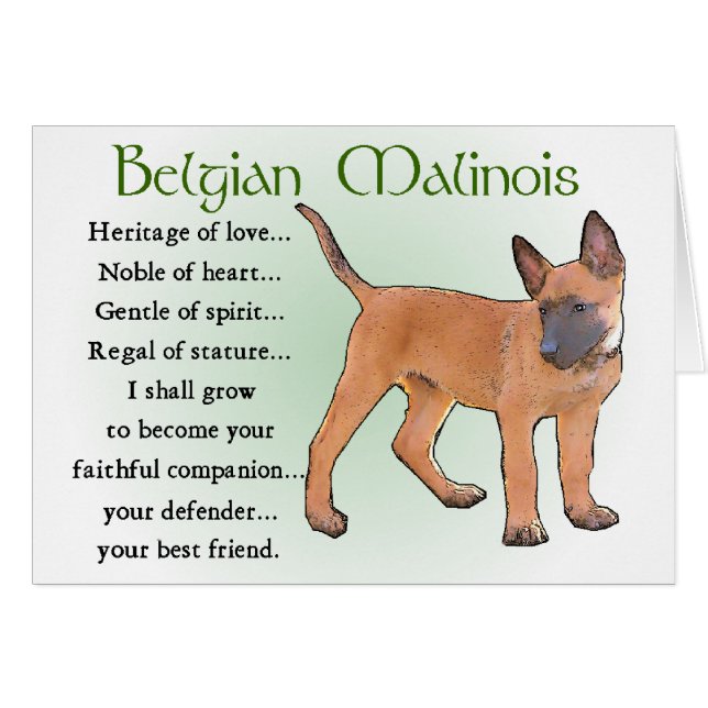 Cadeaux Malinois belges (Devant horizontal)