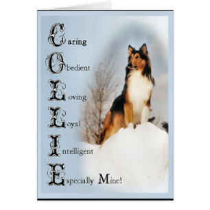 Cadeaux Sable Rough Collie