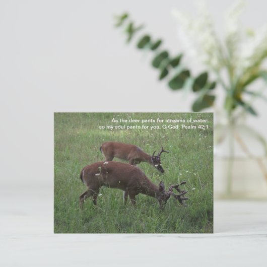 Cades Cove deer Smoky Mountains Scripts Briefkaart (Staand voorkant)