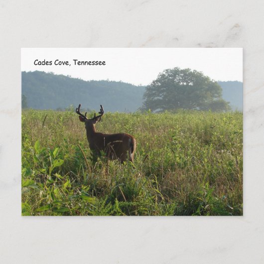 Cades Cove, Tennessee Briefkaart (Voorkant)