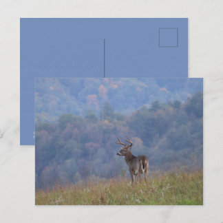 Cades Cove Wildlife - Great Smoky Mountains Briefkaart