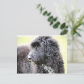 Cadole Dog Post-kaarten Briefkaart (Staand voorkant)