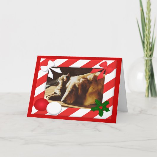 Cadre de la carte de Noël Golden Retriever-Cat (Devant)