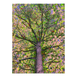 Caesar Salad 15 Foto Afdruk