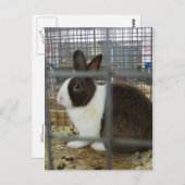 Caged Bunny Briefkaart (Voorkant / Achterkant)
