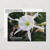Cahaba Lily Briefkaart (Voorkant / Achterkant)