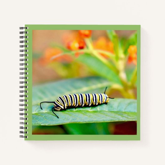 Cahier à spirale Chenille de monarque (Devant)