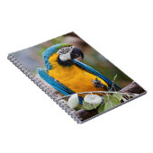 Cahier Ara Macao Bleu et Jaune (Côté Droit)