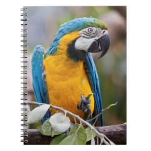 Cahier Ara Macao Bleu et Jaune