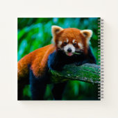 Cahier de croquis Panda roux  (Dos)