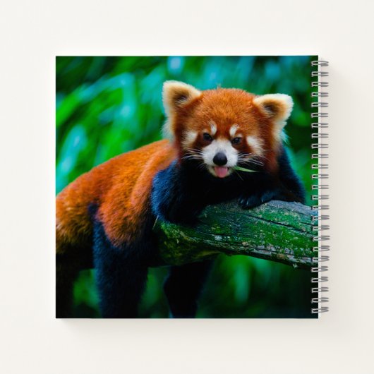 Cahier de croquis Panda roux  (Dos)