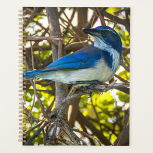 Cahier de notes d'art imprimé sur la faune de Geai