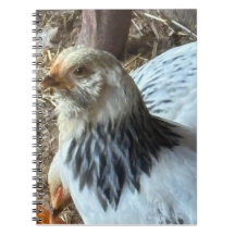 Cahier de poule Brahma claire