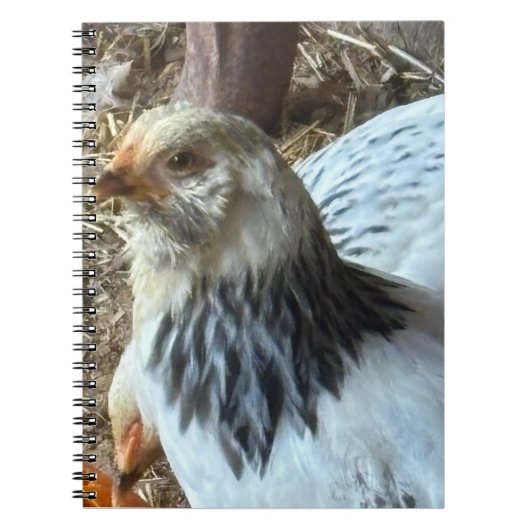 Cahier de poule Brahma claire (Devant)
