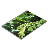 Cahier des baies de café vert (Côté gauche)