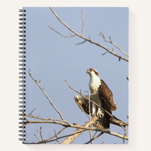 Cahier d'oiseau balbuzard (Devant)