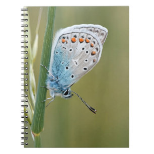 Cahier photo (80 pages B & N)