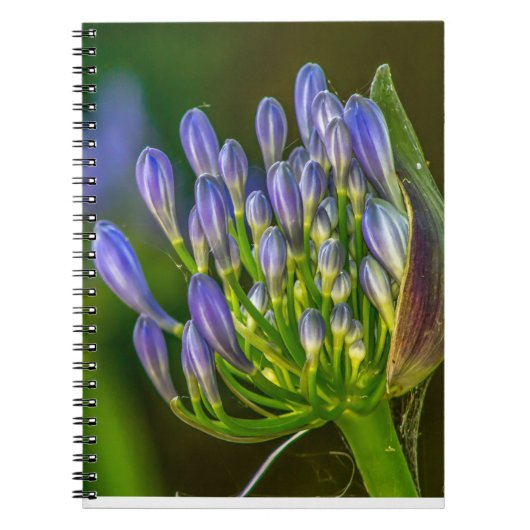 Cahier photo à spirale Fleur violette (Devant)