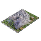 Cahier Piquants (Côté gauche)