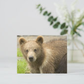 Cahorro de Oso Pardo Briefkaart (Staand voorkant)