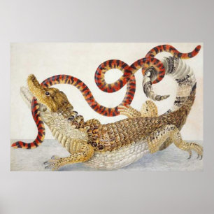 caïmans mangeant une affiche de serpent