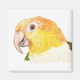 caique magnet magneet