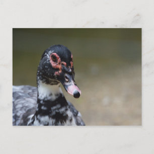 Cairina moschata domestica briefkaart