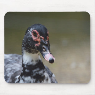Cairina moschata domestica muismat
