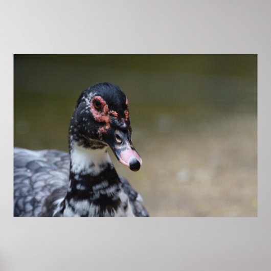 Cairina moschata domestica poster (Voorkant)