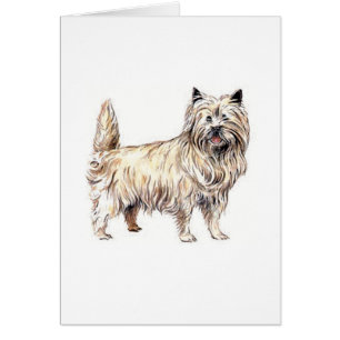 Cairn Terrier