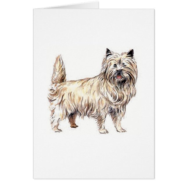 Cairn Terrier (Devant)