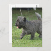 Cairn Terrier Briefkaart (Voorkant / Achterkant)