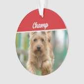 Cairn Terrier Chien de Noël (devant)