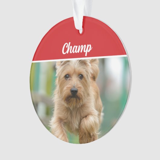 Cairn Terrier Chien de Noël (devant)