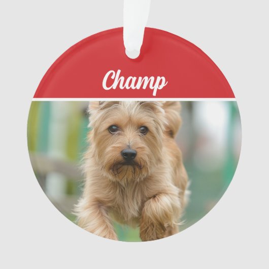 Cairn Terrier Chien de Noël (devant)