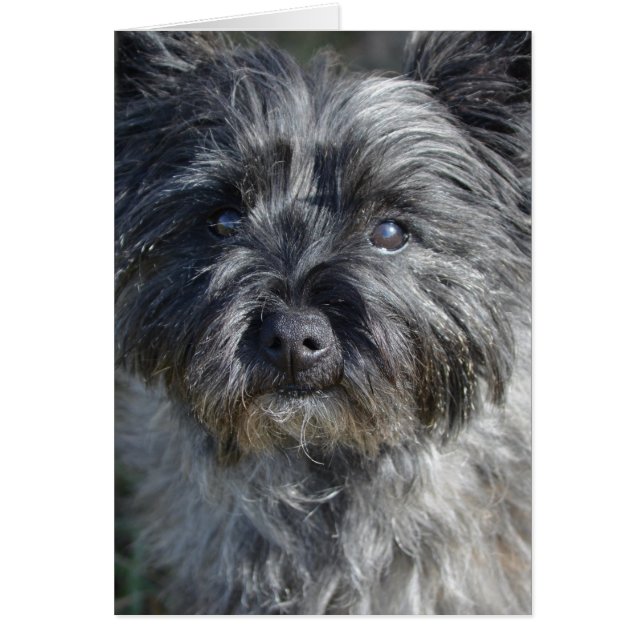 Cairn Terrier Dog (Voorkant)