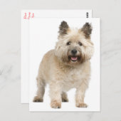 Cairn Terrier Puppy Dog Briefkaart (Voorkant / Achterkant)