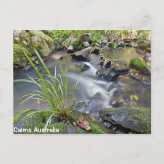 Cairns Forest Australia Post Card Briefkaart