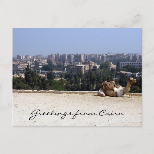 cairo camel briefkaart (Voorkant)