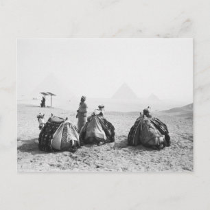 Caïro Egypte, Kameel Jockeys Giza Piramides (NR) Briefkaart