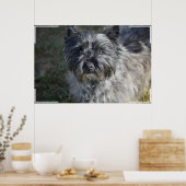 Caïro Terrier Face Poster (Keuken)