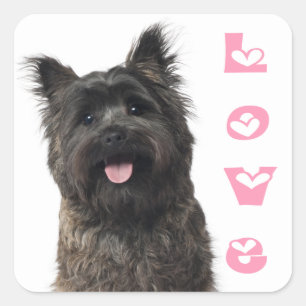 Caïro Terrier Love Puppy Dog Mam Fur Mama Canine Vierkante Sticker