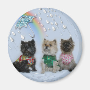 Caïro Terriers in regenmagnet Magneet