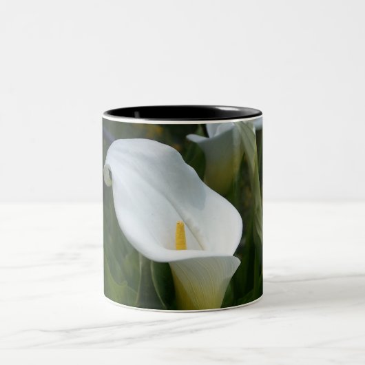 Cala Lilly Mok (Center)