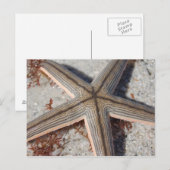 Caladesi Island Starfish Briefkaart (Voorkant / Achterkant)