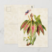 Caladium Botanisch Briefkaart (Voorkant / Achterkant)