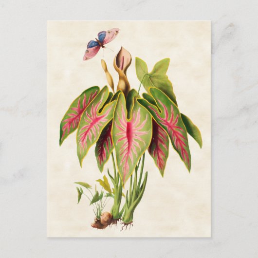 Caladium Botanisch Briefkaart (Voorkant)